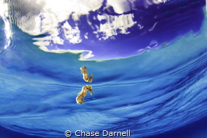 "Magic Tricks"
A simply amazing encounter with a Seahors... by Chase Darnell 